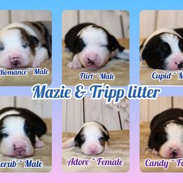 Miniature Australian Shepherd and Toy Australian Shepherd Puppies from Litton's Aussies