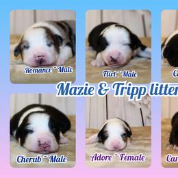 Miniature Australian Shepherd and Toy Australian Shepherd Puppies from Litton's Aussies
