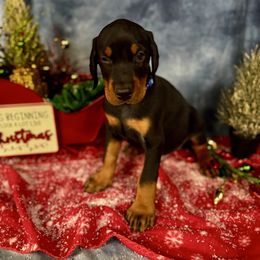 Halo - Black and rust male Doberman Pinscher puppy in Aredale, Iowa from Royal Dynasty Dobermann Kennel