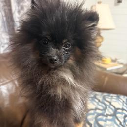 Teddy - Black and tan male Pomeranian puppy in Newport News, Virginia from Nel’s Pomeranians