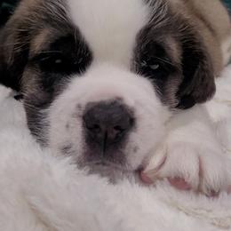 Peony - Mahogany and white female Saint Bernard puppy in Brandon, South Dakota from Split Rock Saints