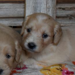 Female 5 of 5 - Cream female Goldendoodle puppy in Macedon, New York from Toodles Goldendoodles