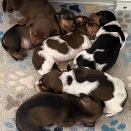 Dachshund Puppies from Drift & Dash Dachshunds