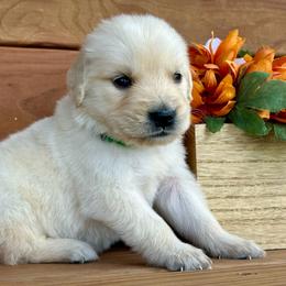 Cash - Light golden male Golden Retriever puppy in Doniphan, Missouri from Stockford’s Golden Retrievers