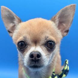 Lux aka Lucky - Chihuahua