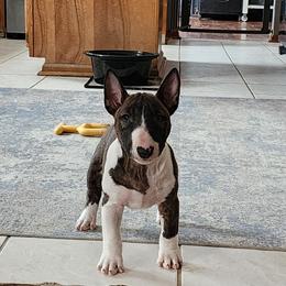 Bull Terrier and Miniature Bull Terrier Puppies from Virtue Bull Terriers & Miniature Bull Terriers
