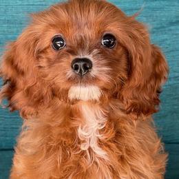 Jackie - Red female Cavapoo puppy in Tucson, Arizona from Adored Poodle & Doodles