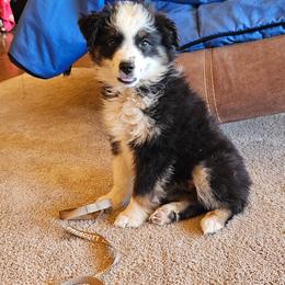 Chloe - Black tri female Miniature Australian Shepherd puppy in Kingman, Arizona from Waggin Bow Mini Aussies