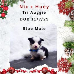 Blue male - Black and tan male American Corgi puppy in Campbellsburg, Indiana from Kates Corgis