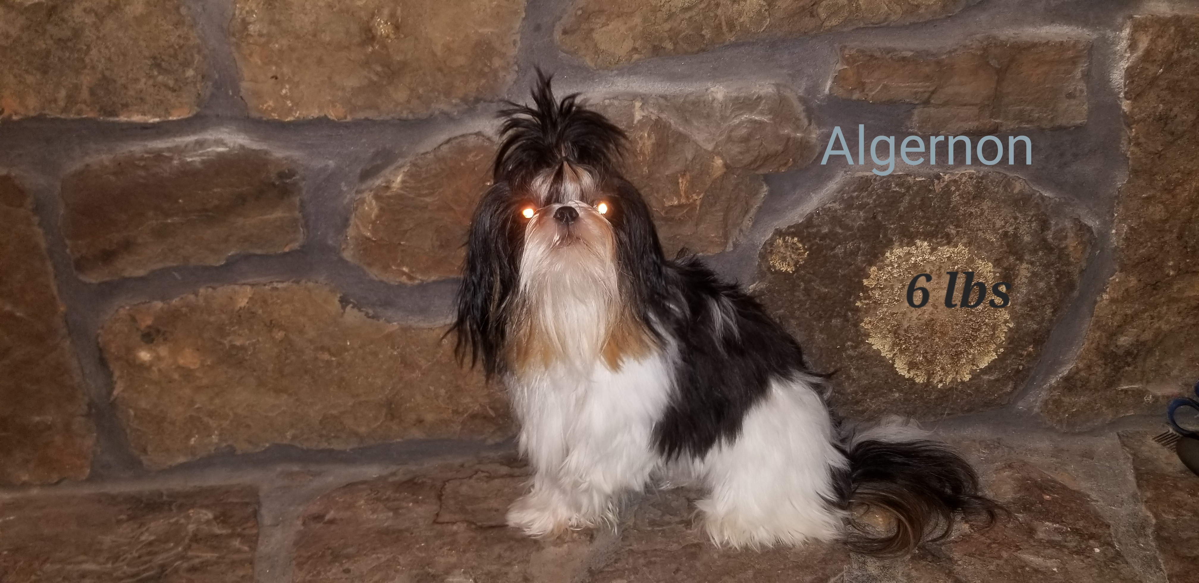Algernon - Shih Tzu