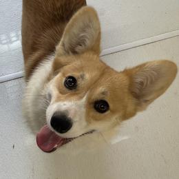 Winnie - Pembroke Welsh Corgi
