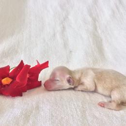 Sporty - Cream female Dachshund puppy in Sebring, Florida from Mini Weenies