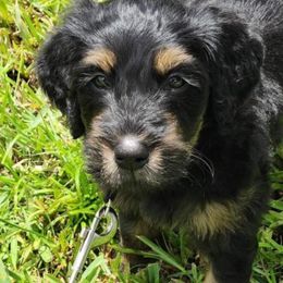 Goldendoodle Puppies from Stolt Southern Doodles