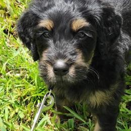 Goldendoodle Puppies from Stolt Southern Doodles