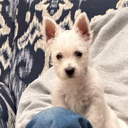 West Highland White Terrier Puppies from Ravens Nest Westies