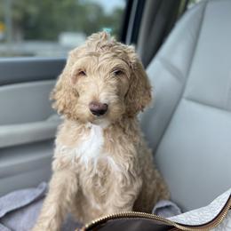 Aussiedoodle and Goldendoodle Puppies from Cuddly Doodles