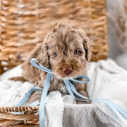 Brewed with love- Froth - Merle male Goldendoodle puppy in Russell Springs, Kentucky from Milk & Honey Doodles
