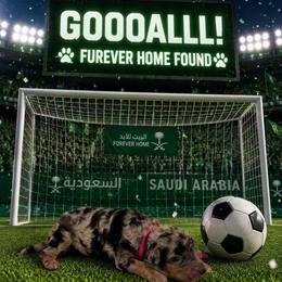 Saudi Arabia - Merle female Goldendoodle puppy in Houston, Texas from Were The Mack'Doodles