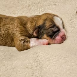 Lhasa Apso Puppies from Luv-N-Laughter Lhasa Apsos
