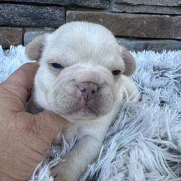Daisy - White female French Bulldog puppy in Jacksonville, Florida from Jacksonville Frenchies