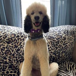 Aurora or Rorrie - Poodle