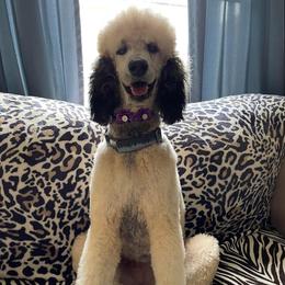 Aurora or Rorrie - Poodle