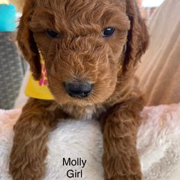 Goldendoodle Puppies from Doodletimetx