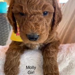 Goldendoodle Puppies from Doodletimetx
