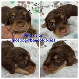 Sipp, AKC, male - Chocolate and cream male Dachshund puppy in Carriere, Mississippi from Band Of Doxies