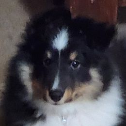 Shetland Sheepdogs from Stafford Shelties