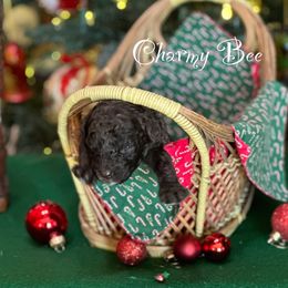 Australian Labradoodle Puppies from Sandcastle Labradoodles