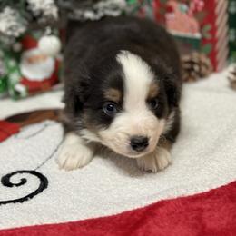Denver blue eyes - Black tri male Miniature Australian Shepherd puppy in Signal Mountain, Tennessee from D & D Miniature and Toy Australian Sheppards