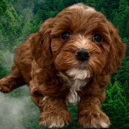 Australian Labradoodle, Bernedoodle, Goldendoodle, Poodle, and Sheepadoodle Puppies from Sutton Place Doodles