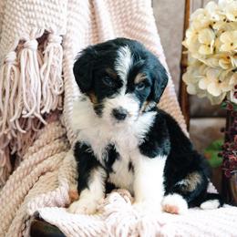 Bandido - Tri-color male Bernedoodle puppy in Grove, Oklahoma from Grand Lake Poodles & Doodles