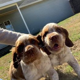 English Springer Spaniel Puppies from Mossy Creek Springers