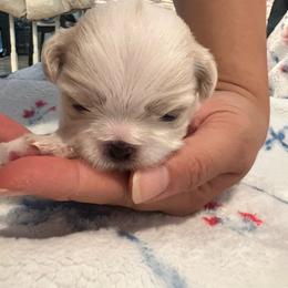 Girl 2 - Gold and white female Shih Tzu puppy in Silver Spring, Maryland from Saraya’s Shih Tzus