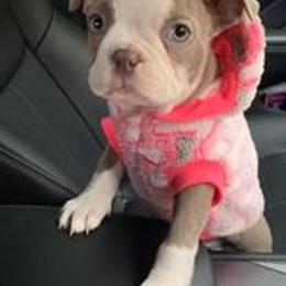 Boston Terrier Puppies from Lola’s House of Bostons & Rescue