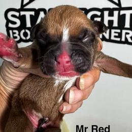 Mr Red - Fawn male Boxer puppy in Palm Coast, Florida from Starlight Boxer Corner