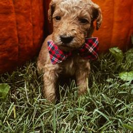 Yellow - Red  male Goldendoodle puppy in Trinity, North Carolina from Gallimore Doodles