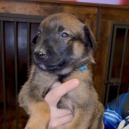 Belgian Malinois Puppies from Lion and The Lamb Kennel