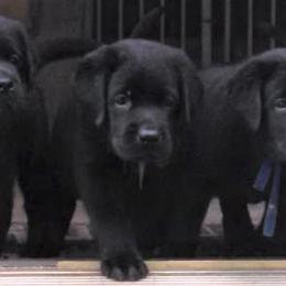 Labrador Retriever Puppies from Lorlyn Labradors