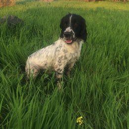 English Springer Spaniel All Grown Up from Ridgeline Springer Spaniels