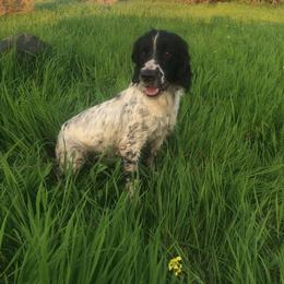 English Springer Spaniel All Grown Up from Ridgeline Springer Spaniels