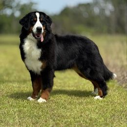Jubilee - Bernese Mountain Dog