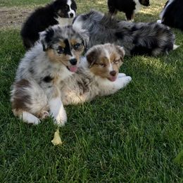 Australian Shepherd Puppies from Navarro Australian Shepherds