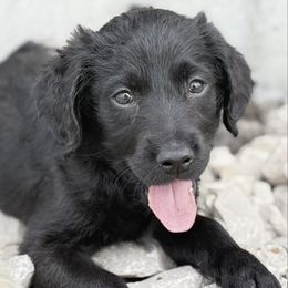 Coal - Black male Goldendoodle puppy in Billings, Montana from Rising Star Doodles