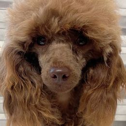 Penelope - Poodle