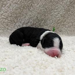 Orzo - Black and white male Sheepadoodle puppy in Bloomfield, New Jersey from C3 Sheepadoodles
