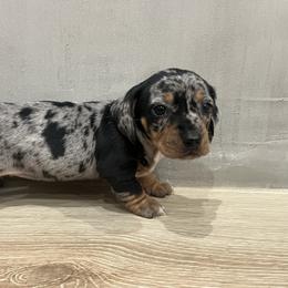 Splash - Dapple female Dachshund puppy in Jurupa Valley, California from Cal Doxies