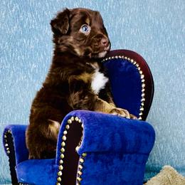 Mira - Red tri-color female Australian Shepherd puppy in West Union, Iowa from Boundless Hearts Australian Shepherds LLC